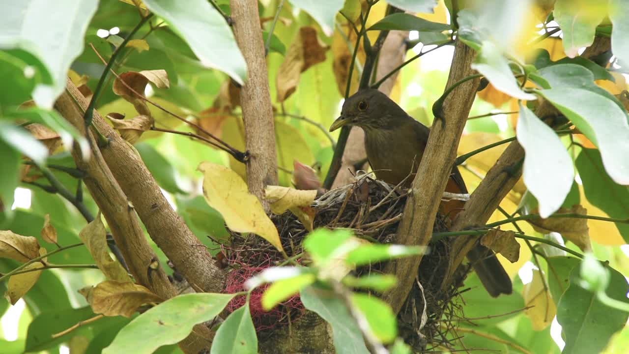 el zorro de vientre rufiano alimenta a los polluelos con gusanos en un nido de árbol