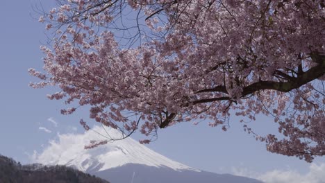stunning slow motion view over fully blooming cherry blossoms with backdrop of mt. fuji