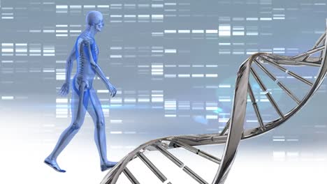 DNA-double-helix-and-digital-human