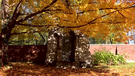 tomb in a cemetery under yellow autumn leaves 4k