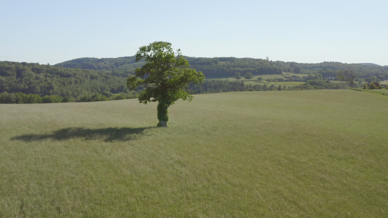 Albero solitario in un campo
