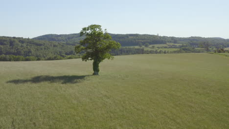 lonely tree in a field