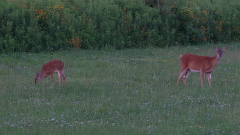 Ein-Wachsames-Reh-Und-Ein-Feind,-Der-Im-Späten-Abendlicht-Auf-Einer-Wiese-Weidet