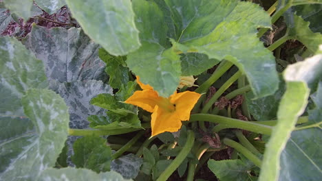 zucchini flower opening at dawn