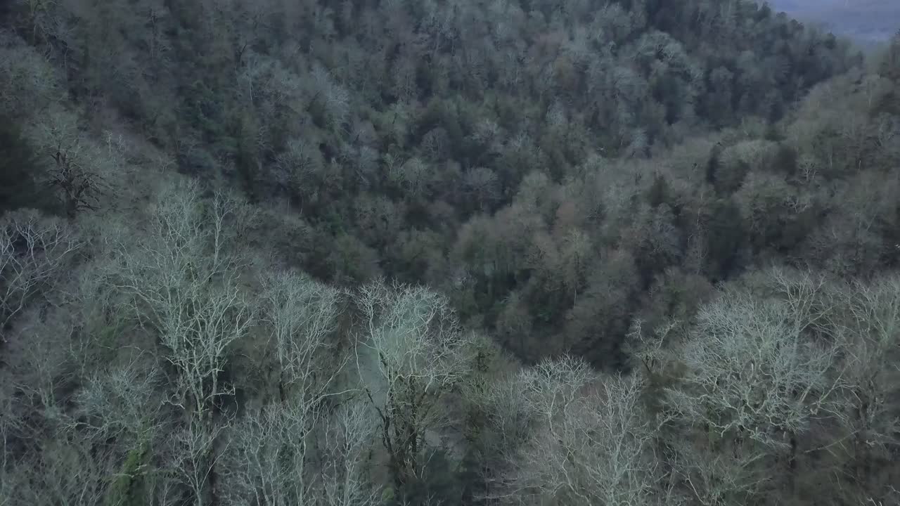 Winter Forest Valley with River