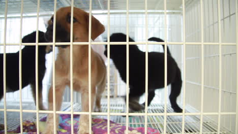 restless puppies in a cage of an animal shelter