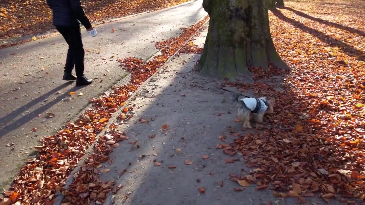 Yorkshire Terrier on a walk in the autumn park.
