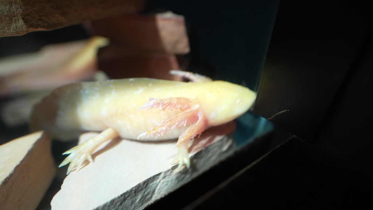 Albino axolotl, rare salamander native to Xochimilco in Mexico City, in critical danger of extinction, recognized as a national icon and priority for ecological conservation.