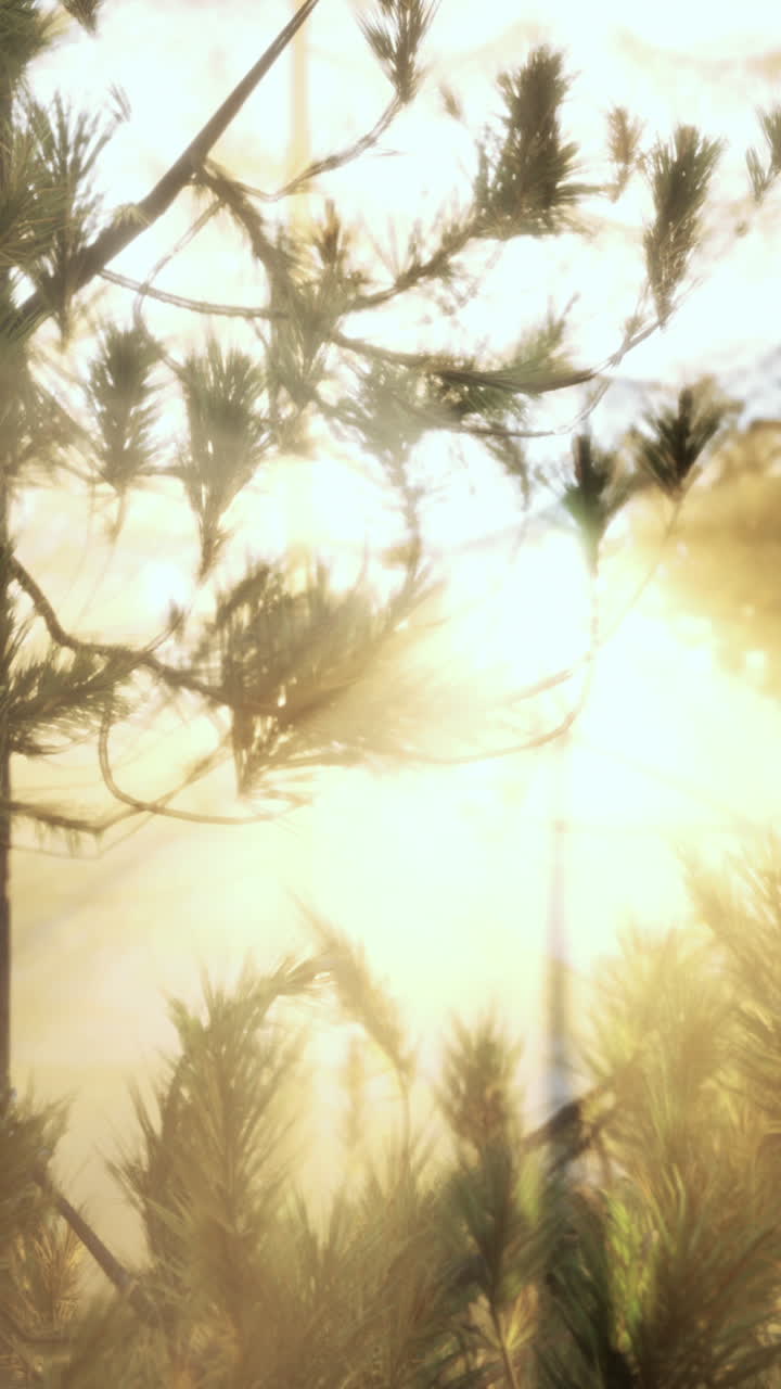 숲 속 의 소나무 를 통해 빛나는 빛