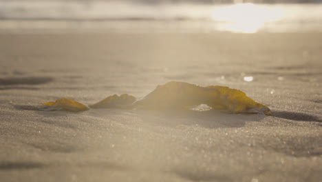 single seaweed leaf on the beach