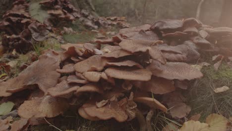 Dolly-out-of-group-of-Honey-Fungus-Mushroom-at-sunrise-with-bit-of-mist-in-the-foreground