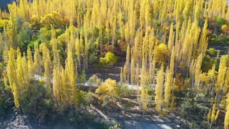 drone flies slowly next to many green trees in the skardu valley