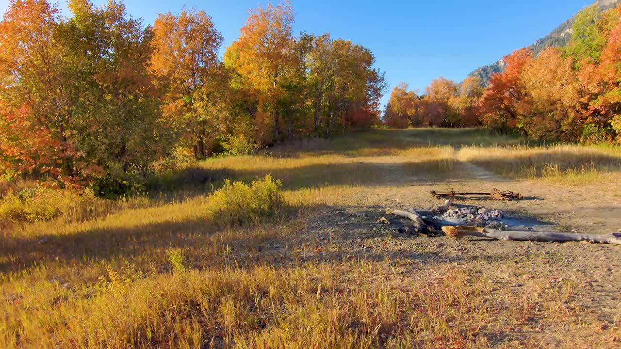 tirando hacia atrás sobre un prado en el bosque que muestra colores vívidos de otoño y otoño entre dos árboles