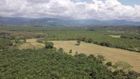 múltiples plantaciones de aceite de palma frente a un impresionante telón de fondo de la cordillera en puntarenas, costa rica