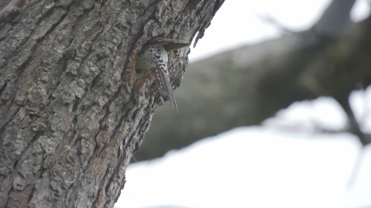 captura de pantalla de un pájaro carpintero salvaje entrando en un agujero de cavidad de nido de árbol hueco