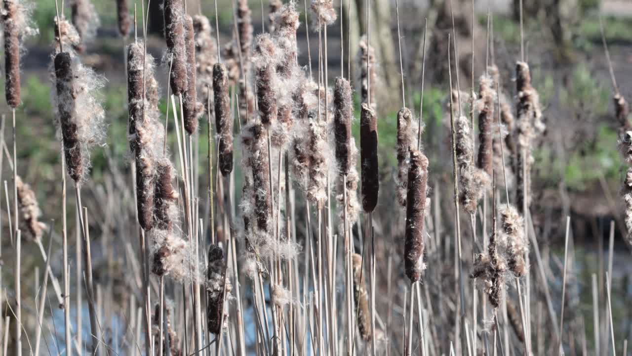 Infruttescenze di Tifa maggiore o Mazza sorda, Typha latifolia, all'inizio della primavera.