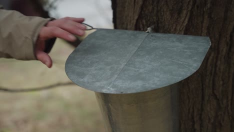 maple syrup farmer checking tap bucket for sugar water