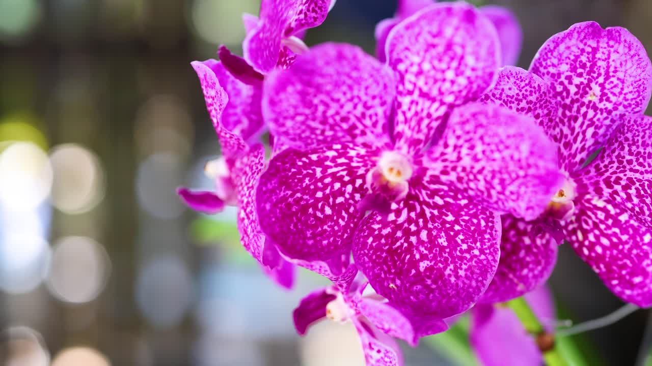 활기찬 시장 에서 활기찬 오키디아 를 전시 하는 것