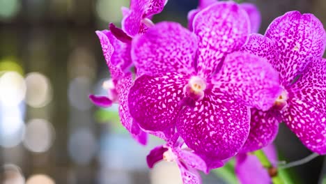 orquídeas vibrantes expuestas en un bullicioso mercado