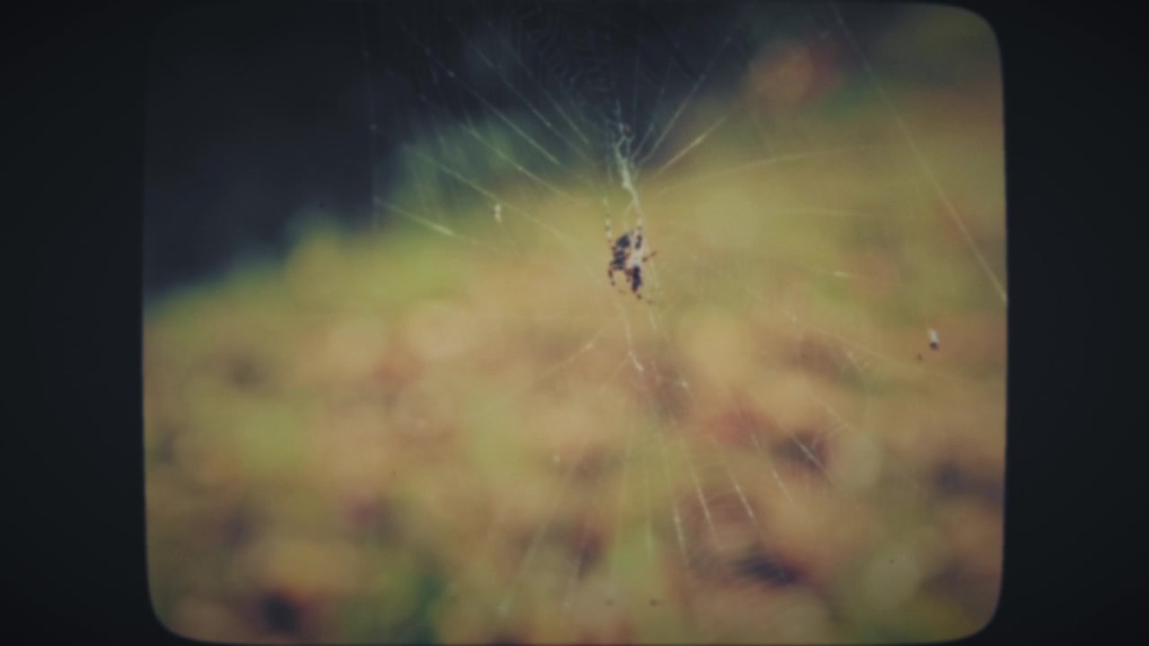 Spider on spider web on green background