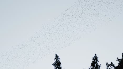 a large formation of a shoal of birds in the sky