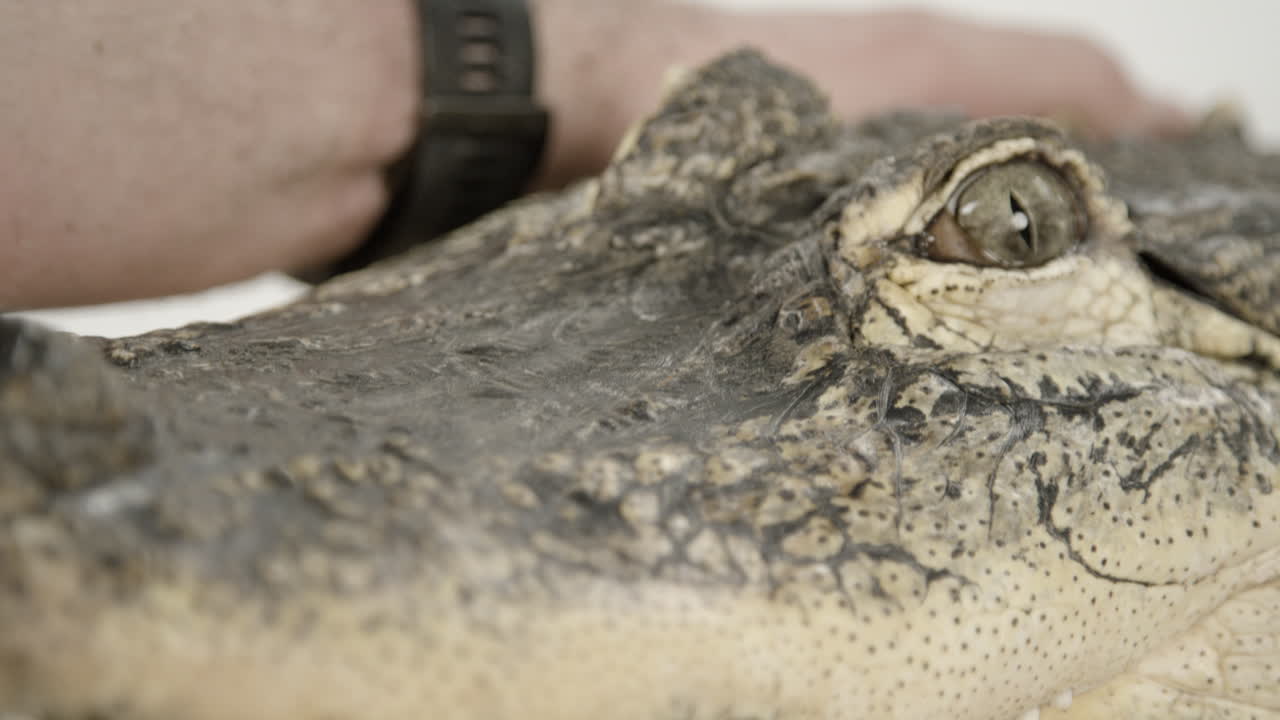 cuidador del zoológico que cuida al caimán de cerca