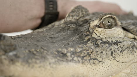 cuidador del zoológico que cuida al caimán de cerca