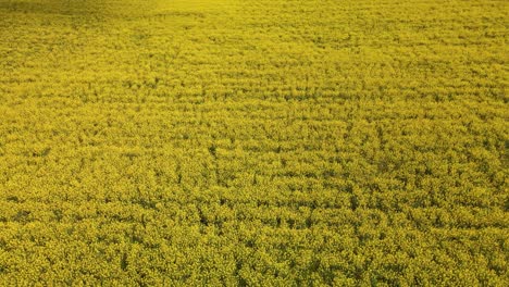 Aerial-images-with-drone-of-a-rapeseed-field-in-Llagostera-Gerona-Costa-Brava-Spain-zenith-shots-fluid-movements-European-crops-bike-rides