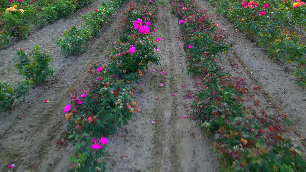 punto de vista caminando por una hilera de flores en un campo comercial