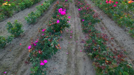 point of view walking down a row of flowers in a commercial field
