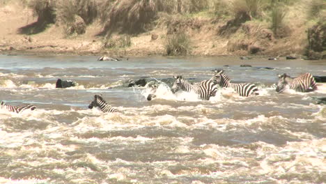 zebras cross a raging river in africa