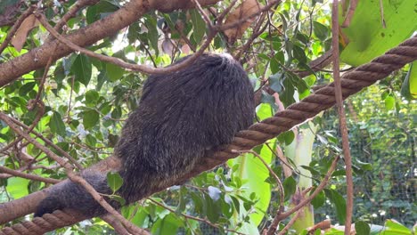 Saki-Guianan-Pithecia-pithecia-monkey-in-captivity-jungle-Spain-Malaga