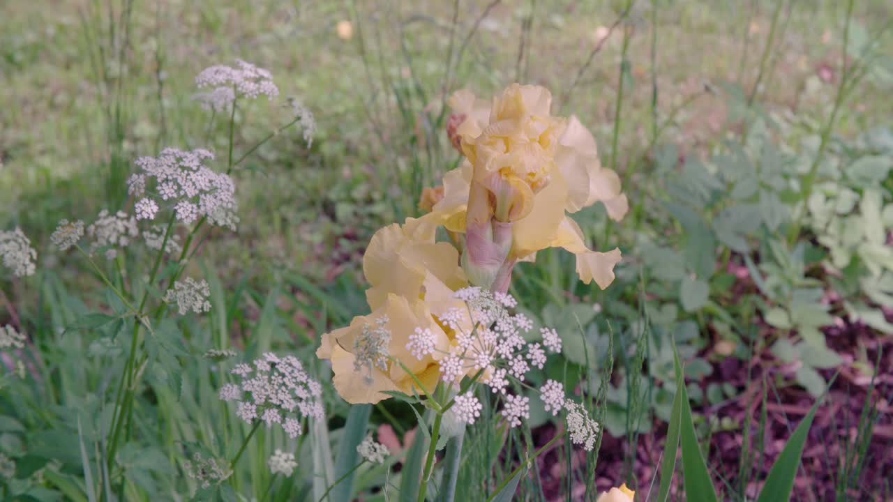 Meadow foam with blossoms in garden