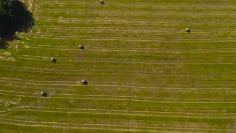 Top down aerial drone footage gliding over freshly made silage wheat hay bale rolls made to serve as animal feed on a grassy green and golden yellow farm field. The rolls create shadows in the sun
