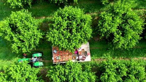 Luftaufnahme,-Die-Direkt-Nach-Unten-Blickt,-Die-Kamera-Steigt-Während-Der-Ernte-Auf-Den-Traktor-Mit-Pritsche-Im-Pfirsichgarten