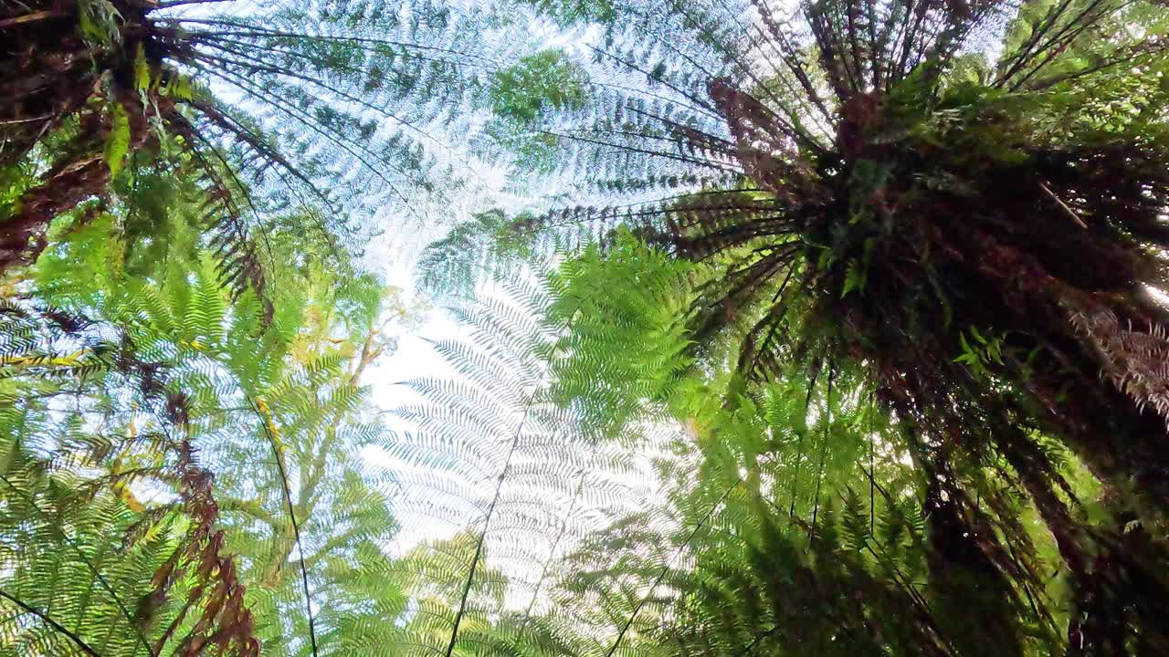 Lush green ferns in a rainforest trail