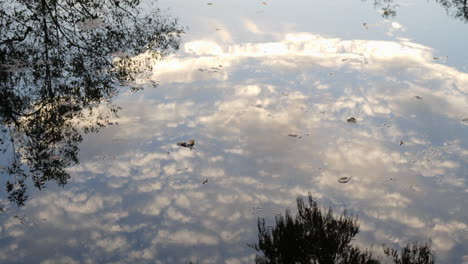 Reflection-of-waters-at-sunset,-in-a-park-in-Tokyo