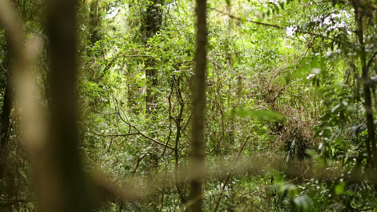 Lush green forest with dense foliage and soft natural lighting. Captured in Dorrigo, NSW, Australia, showcasing tranquil nature