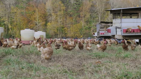 Footage-on-a-farm-of-free-range-chickens-walking-around-on-the-grass,-drinking-water-and-eating-food-in-the-morning