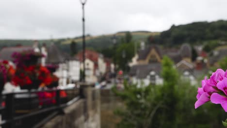 flowers in focus with town background