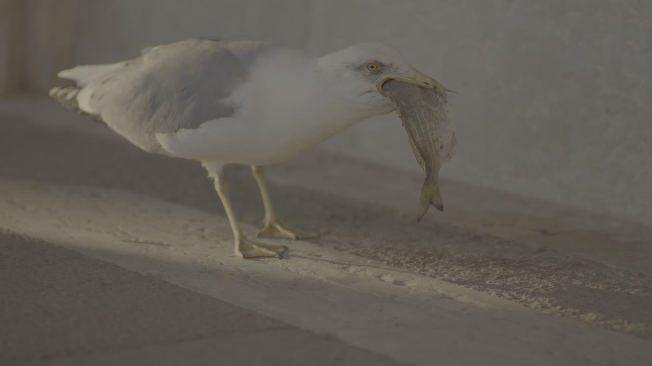 Seagull Eating Fish