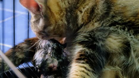 mother cat licking the newborn kittens inside the cage - cat licks and washes the kittens after giving birth