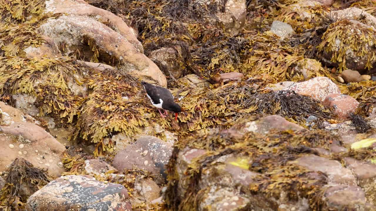 pájaro buscando alimento entre las rocas y las algas
