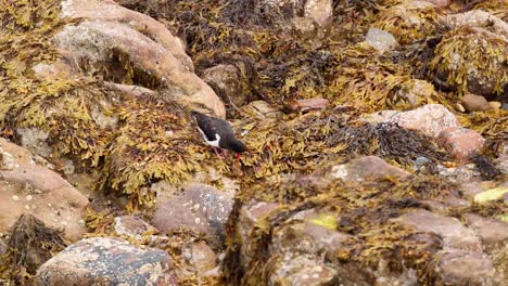 bird foraging among rocks and seaweed