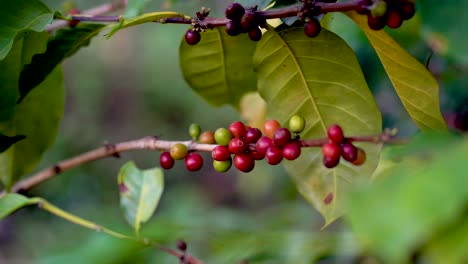 close up of arabica red cherry coffee beans on the branch of coffee plant tree before harvesting