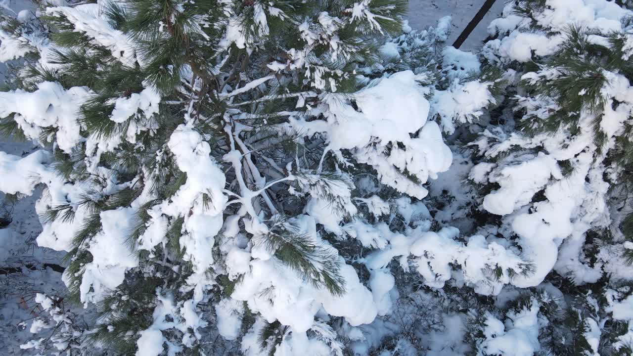 bosque de pinos colina aérea invierno