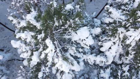 Bosque-De-Pinos-Colina-Invierno-Aéreo