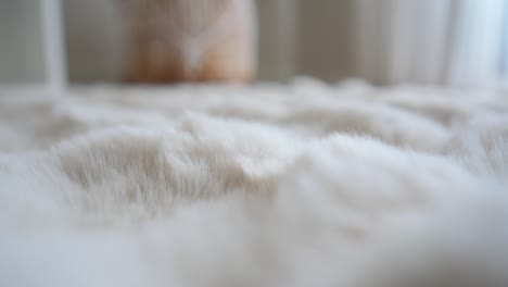 close-up of a white furry fabric