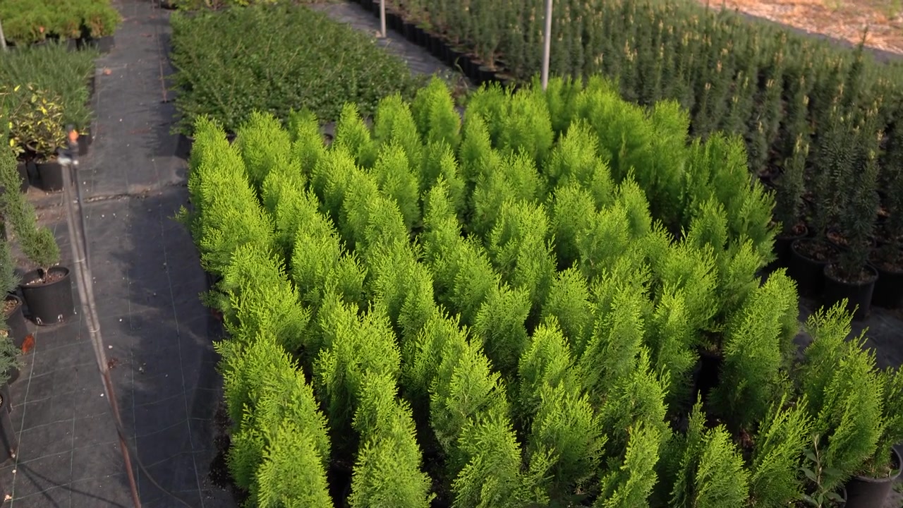 Plan travelling de Cupressus Macrocarpa dans une pépinière, par une journée ensoleillée