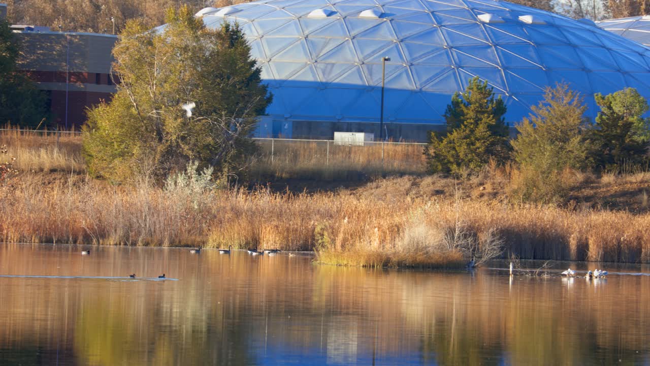 캐나다 거위가 다른 물새와 함께 물 위로 날아와서 물 위에 착륙합니다.